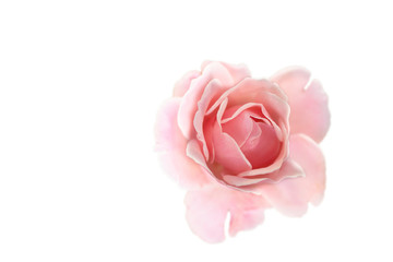 A pink rose blossom in garden with white background. It can use for background or greeting card.