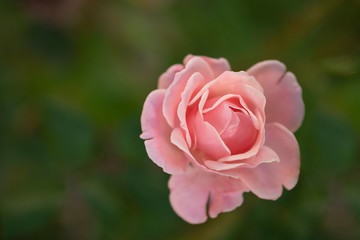 A pink rose blossom in garden with blur background. It can use for background or greeting card.