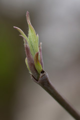 Dogwood Bud