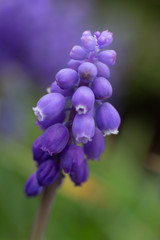 Grape Hyacinth