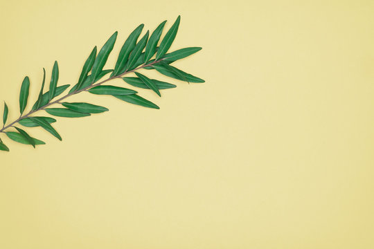 Green leaves on yellow background. Flat lay, top view, space. © tonklafoto