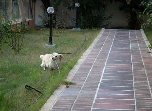 A Dog Is Playing At Lawn By Biting Black Water Hose