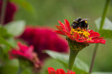 Big bumblebee gather nectar. Bright red flower zinnia blooming in the garden on the green background. Early autumn