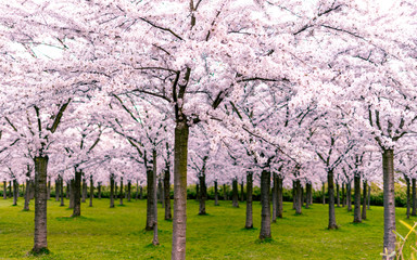 Pink japanese cherry blossom garden in Amsterdam in full bloom at the sunset or sunrise with sun...