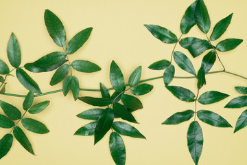 Green leaves on yellow background. Flat lay, top view, space.