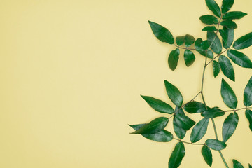 Green leaves on yellow background. Flat lay, top view, space.