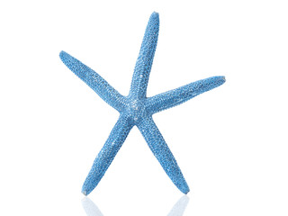 Blue starfish isolated on white background with clipping path.