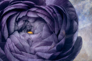 Macro of purple ranunculus 