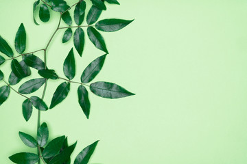 Green leaves on green background. Flat lay, top view, space.