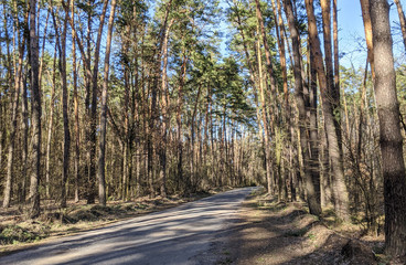 Asphalt road in tall pines