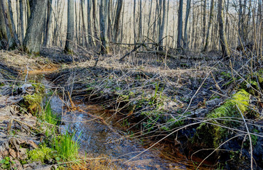 Creek in spring forest