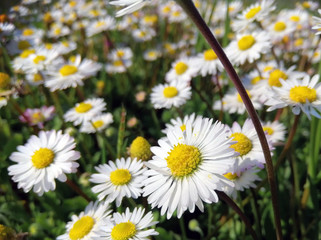 Daisies in the garden bloomed.