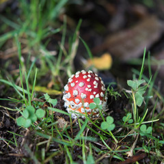 Fliegenpilz toadstool pilz herbst autumn natur nature garten garden moss moos mushroom red rot...