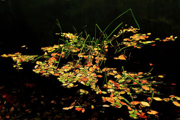 autumn leaves in water