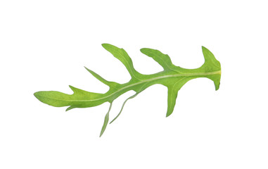 Leaf of fresh arugula isolated on white