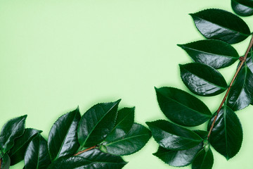Fototapeta na wymiar Green leaves on green background. Flat lay, top view, space.