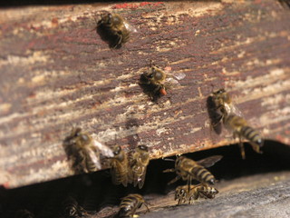Bees in the hive