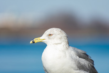 Fototapeta na wymiar Closeup of a Seagull on a Perch along the East River at Roosevelt Island in New York City