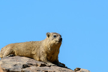 Rock Dassie or Hyrax (Procavia capensis) basking on a rock. Botswana