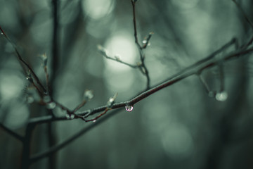  Kiev Ukraine raindrops on branches