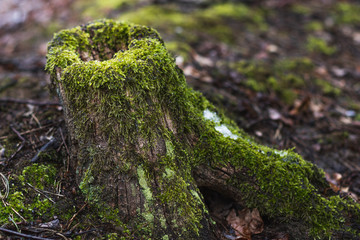  Kiev Ukraine stump covered with moss