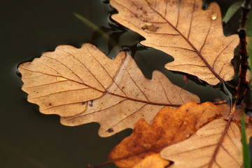 autumn leaves