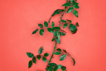 Green leaves on red background. Flat lay, top view, space.
