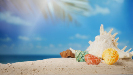 Obraz na płótnie Canvas Summer time concept, Seashells on sand beach and blurred beach background.