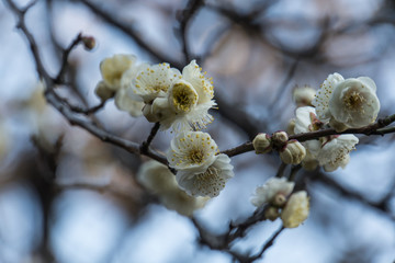 Plum blossoms; Japanese Apricot
