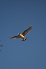 seagull in flight