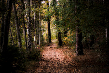 Fototapeta premium Dunkler Wald im Herbst in Deutschland