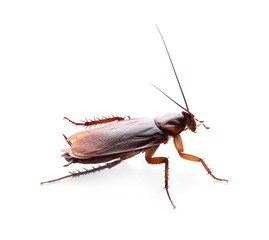 Brown cockroach isolated on white. Pest control