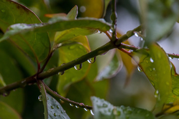 Drop of water of the winter cold rain