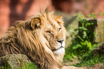 Löwe im Zoo bei Sonnenuntergangs licht
