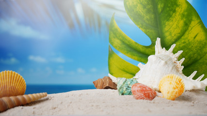 Summer time concept, Seashells on sand beach and blurred beach background.