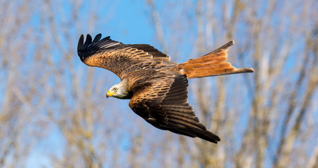 Milan Greifvogel im Herbst beim fliegen