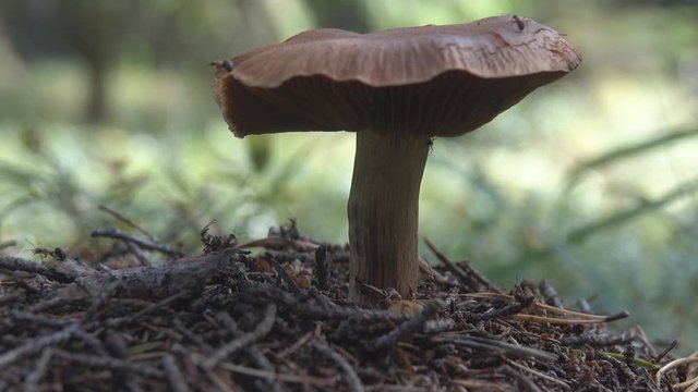 Wonderful mushroom grow on ant hill. Harvest time of mushrooms
