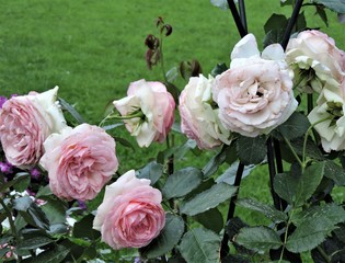 bouquet of pink roses
