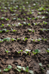 Growing radish in garden beds