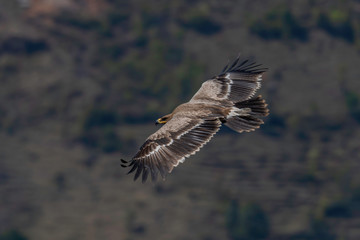 steppe eagle 