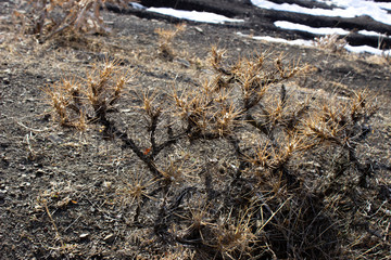 Dry prickly plant with red bud, typical from the slope of 
