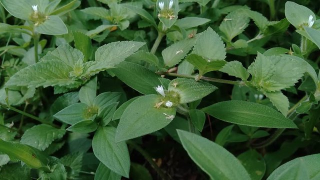 Weeds green in the nature background. Borreria alata grass or javanese called as udel-udelan.
