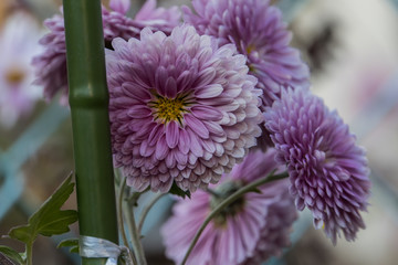 Chrysanthemum