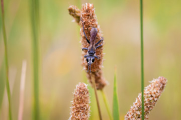 Insect macro