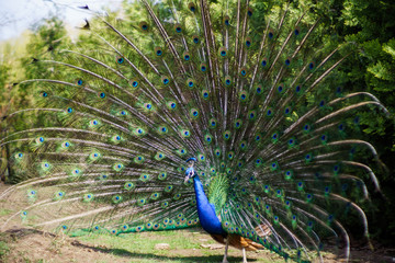 Obraz premium Peacock with majestic spreaded tail feathers filling the photograph