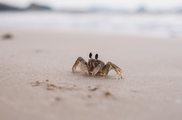 Horn-eyed ghost crab on the sand beach
