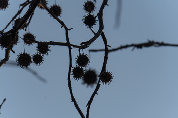 Plane tree fruits