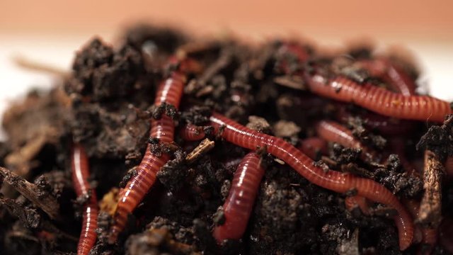 Closeup view 4k video of alive worms in black compost soil ready to use for fishing.