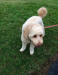 Goldendoodle dog in the grass
