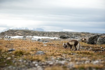 Naklejka premium Arctic Fox cub near their den, Vulpes lagopus, in the nature rocky habitat, Svalbard, Norway, wildlife scene, action, arctic glacier and mountain covered by snow in background,cute young mammals, wild